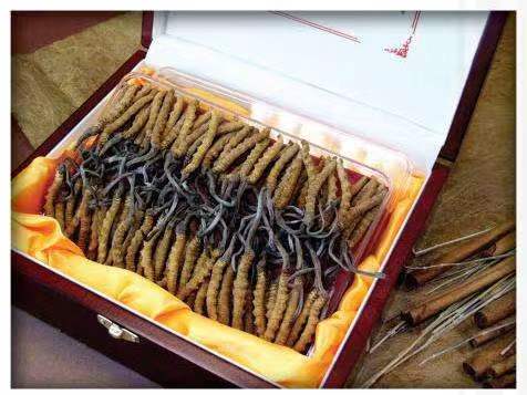 北林冬虫夏草回收